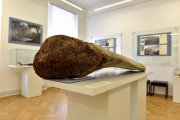 část velrybí čelisti - zápůjčka Muzeum Podkrkonoší v Trutnově